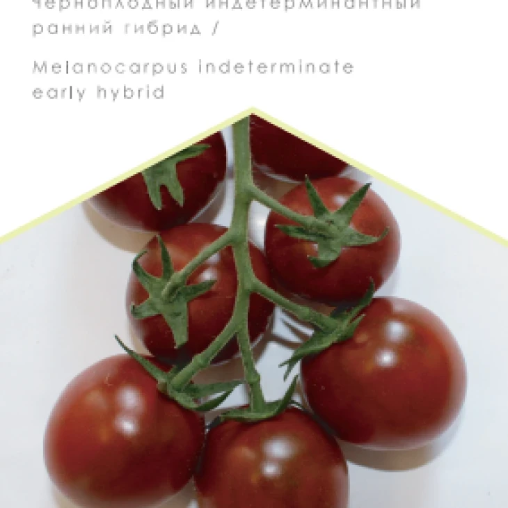 Чорні перли F1 / Chernyy zhemchug F1, 95-100 днів фото 1