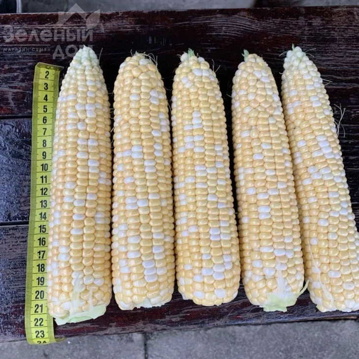 Сприц F1 / Spritz F1, 73-74 дня фото 8