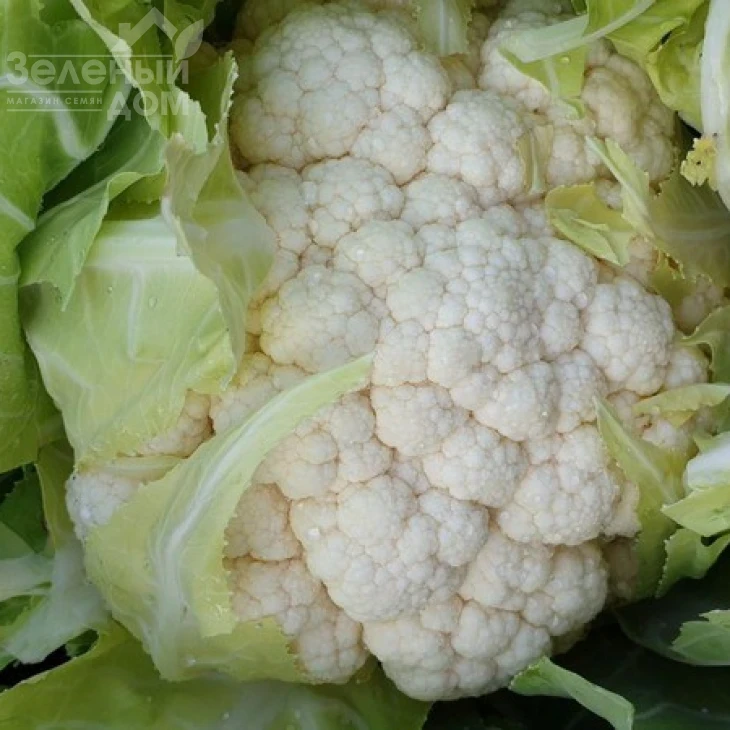 Дюрок F1 / Dyurok F1,75-80 дней фото 2