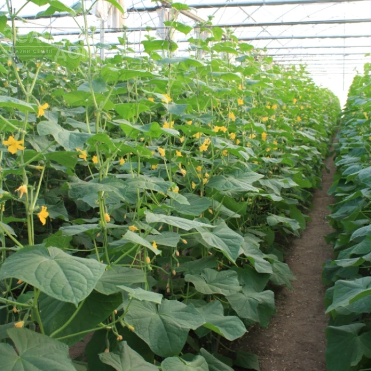 Манифест F1 / Manifest F1 фото 2