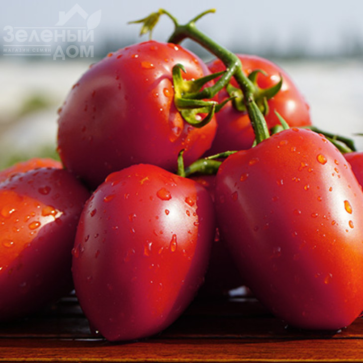 Діно F1 / Dino F1,65-70 днів фото 1