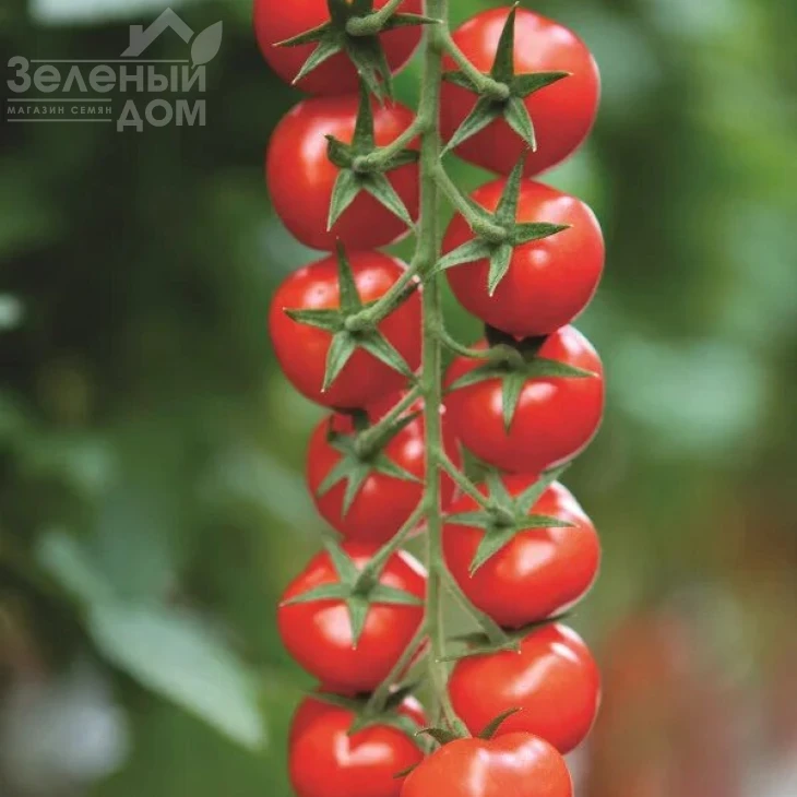 Марголь F1 / Margol F1,105-115 дней фото 1