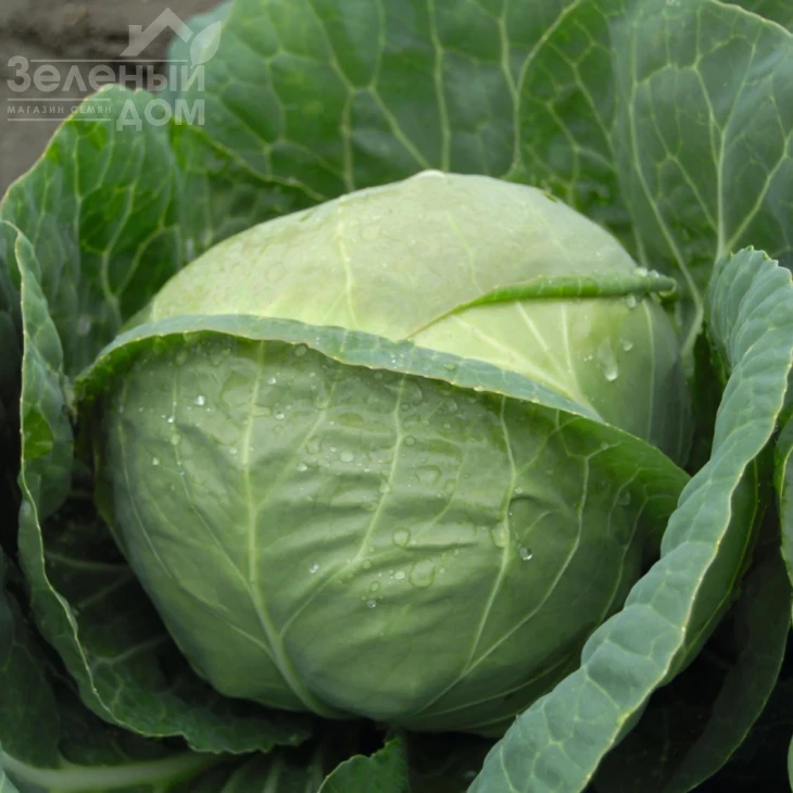 Катарина F1 / Katarina F1,54 дня фото 1