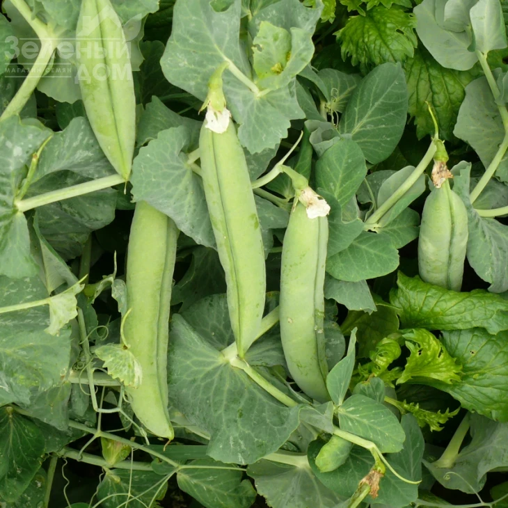 Мегасайз / Megasayz, 55-60 дней фото 1