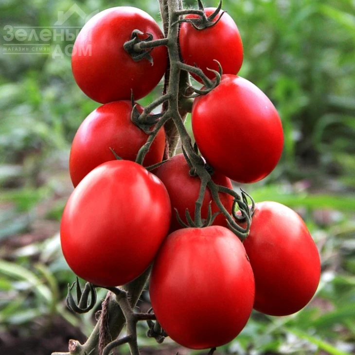 Техас F1 / Tehas F1,95-100 дней фото 2