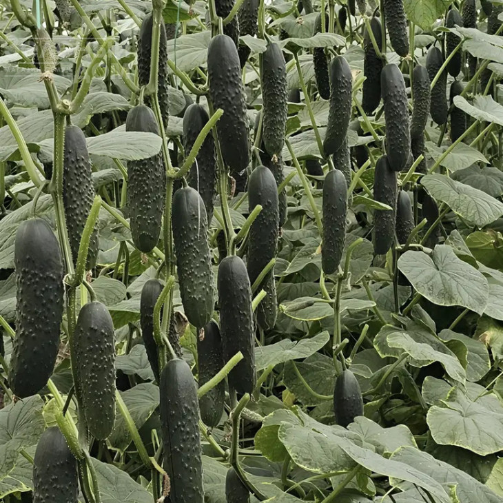 Алпагу F1 / Alpagu F1 фото 1