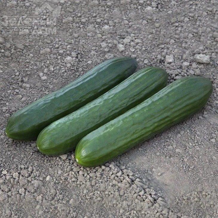 КС 930 F1 / KS 930 F1,45-50 днів фото 2