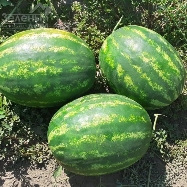 Селест  F1 / Selest F1, 70-75 дней фото 3