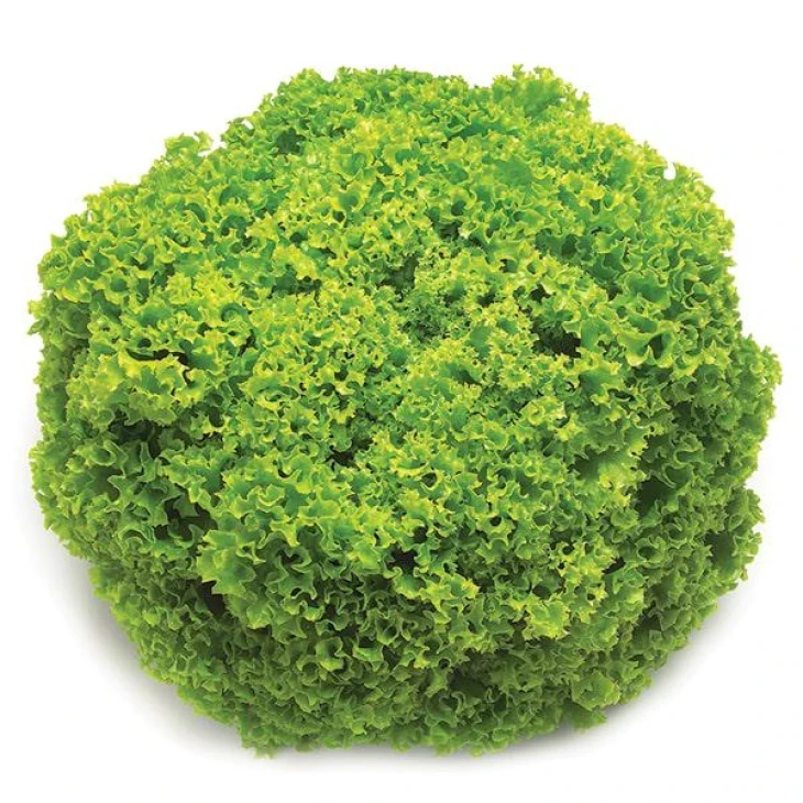 Фрисол / Frisol  фото 1