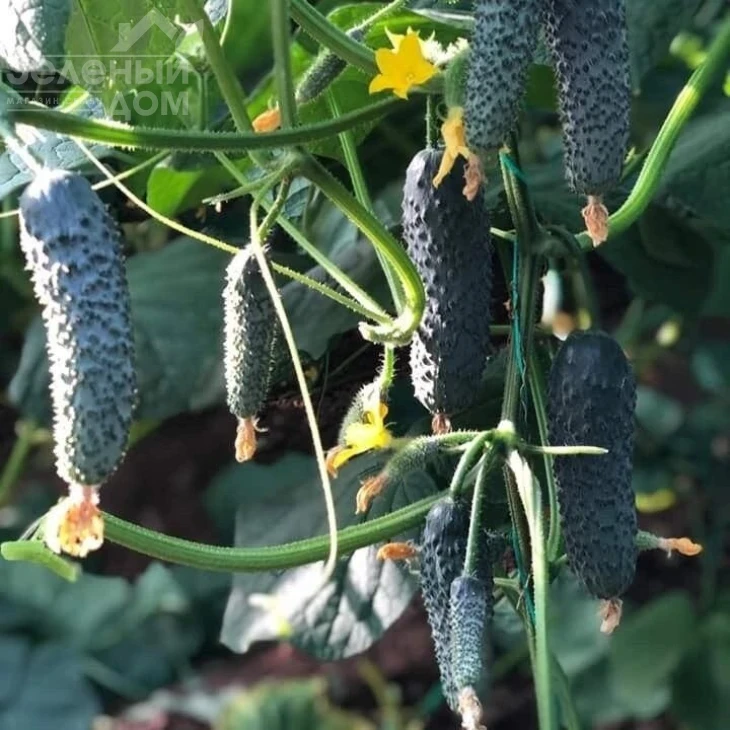 Титаник(353) F1 / Titanik(353) F1,39-43 дня фото 1