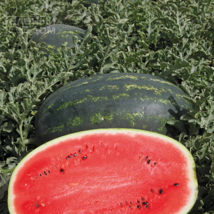 Мірсіні F1 / Mirsini F1,63-64 дні фото 1