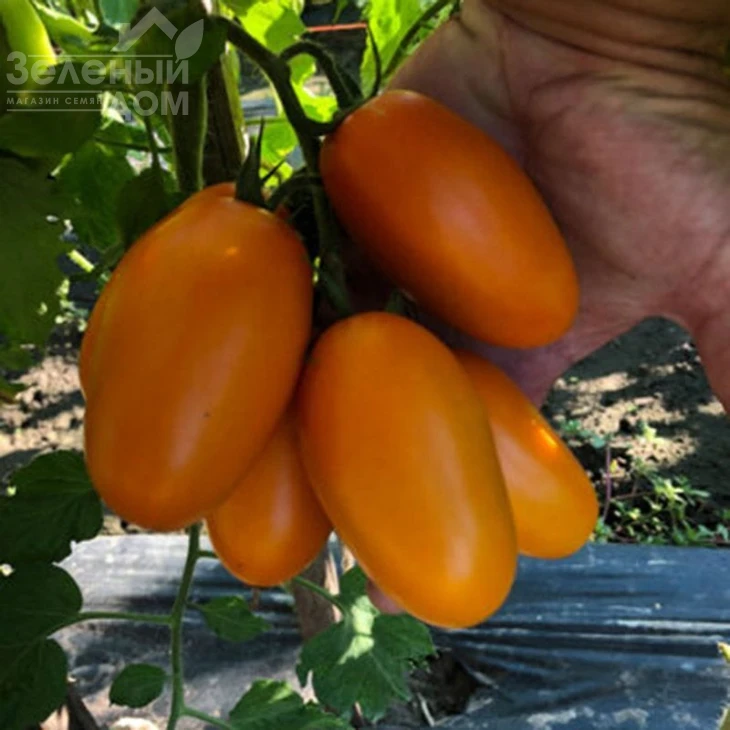 Ремембе F1 / Remembe F1,100 дней  фото 2