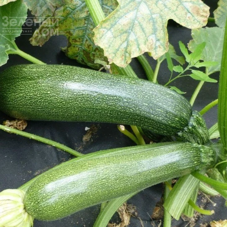 Джигонал / Dzhigonal фото 1