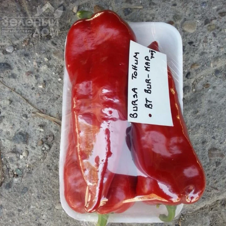 Буркап / Burkap, 70-85 дней фото 2