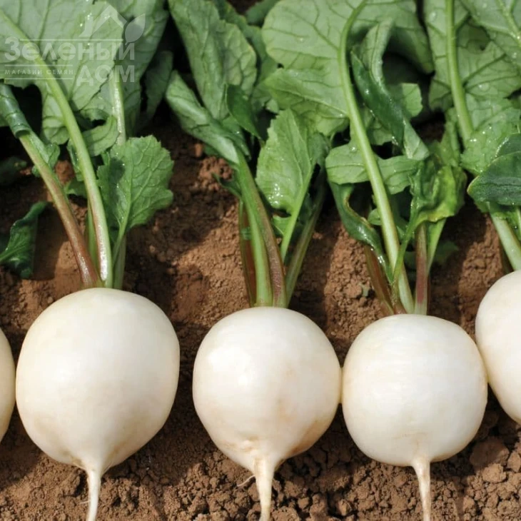 Вайтелла F1 / Vajtella F1 фото 1