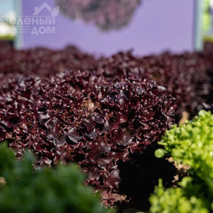 Акане / Akane фото 1