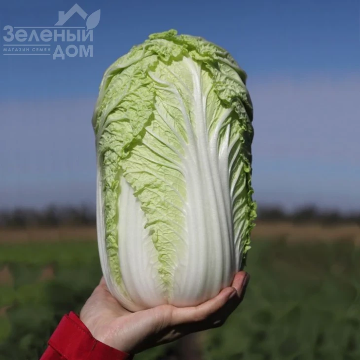 Тенсай F1( КС 374) / Tensay F1( KS 374), 55-60 дней фото 1