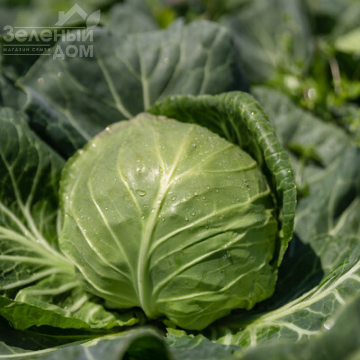 Феліссіма F1 / Felissima F1, 55-60 днів фото 1