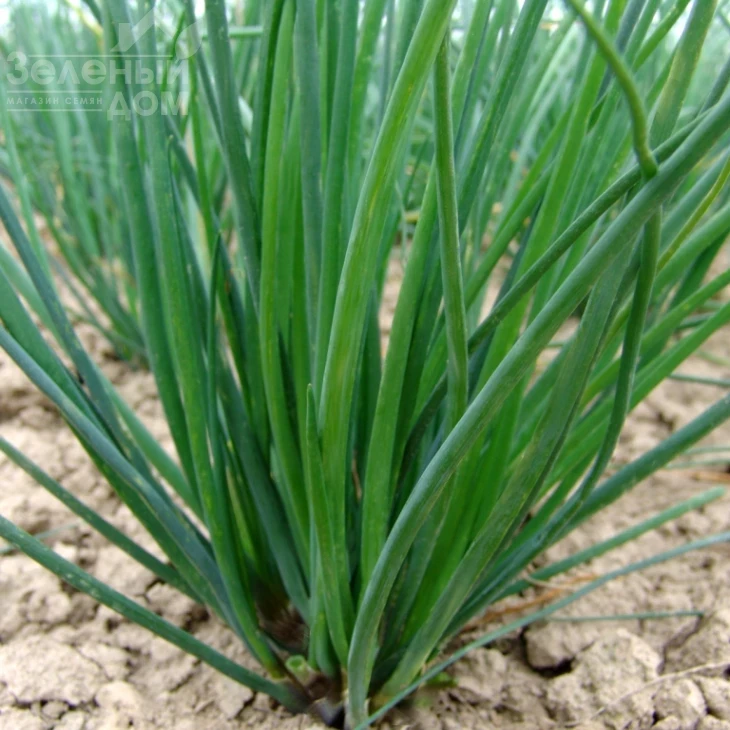 Богемия / Bogemia фото 1