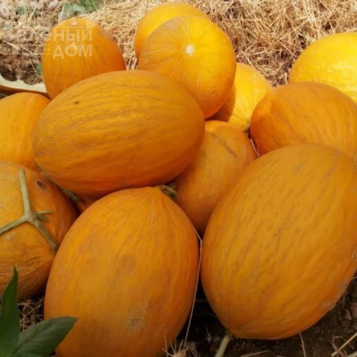 Каррера F1 / Karrera F1, 80-85 дней фото 5