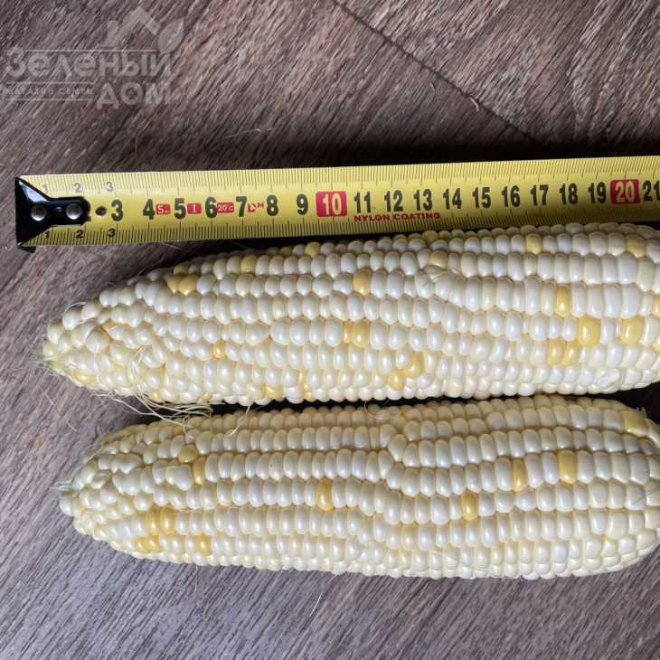 Айрон F1 / Ayron F1, 74 дні фото 2