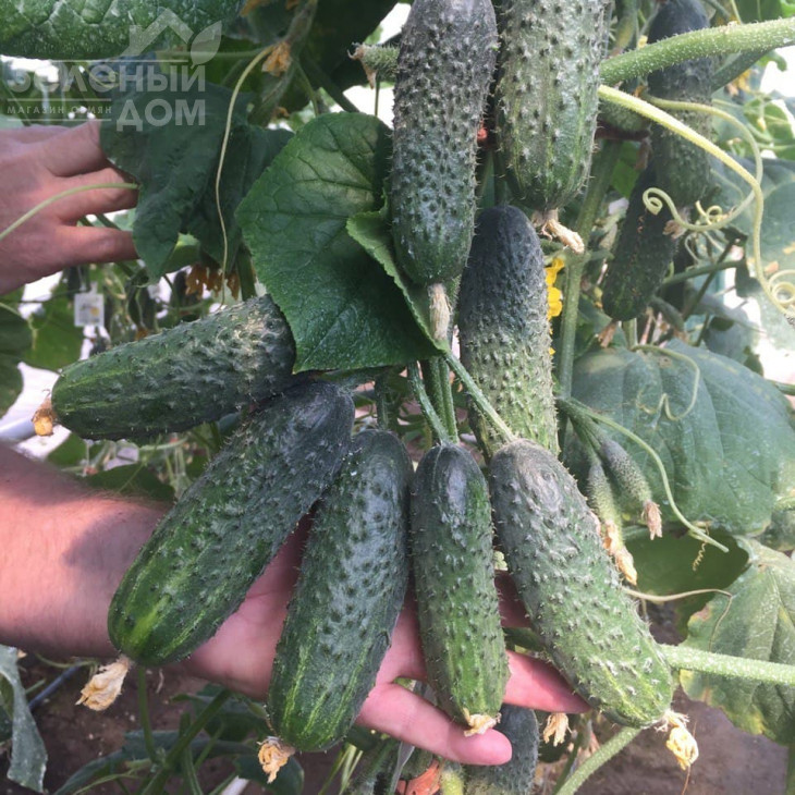 Ромара F1 / Romara F1 фото 4