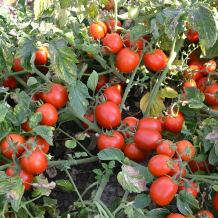 Шкіпер F1 / Shkiper F1,95 днів фото 2