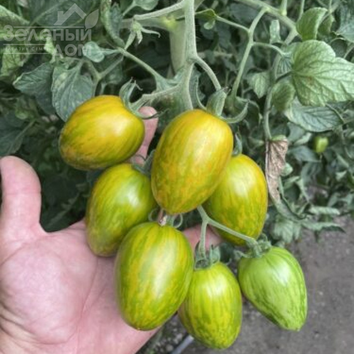 Корваліс F1 / Korvalis F1, 95 днів фото 4