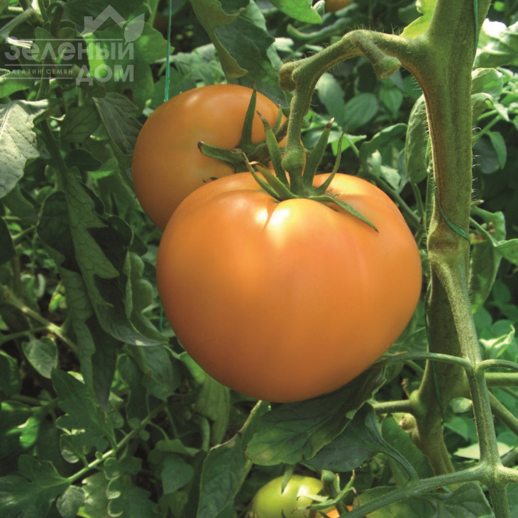 Руслан / Ruslan, 105-110 днів фото 1