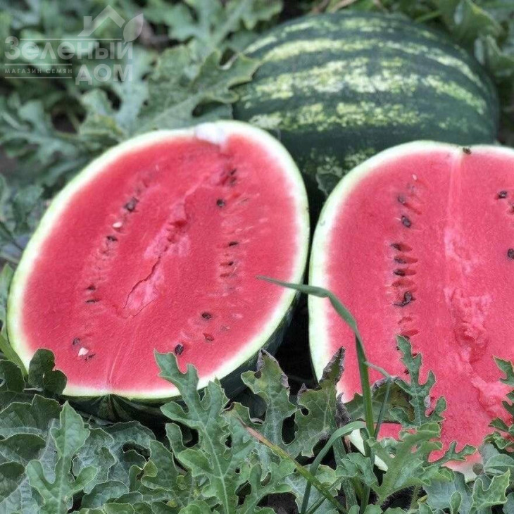 Демре F1 / Demre F1,70-75 днів фото 1