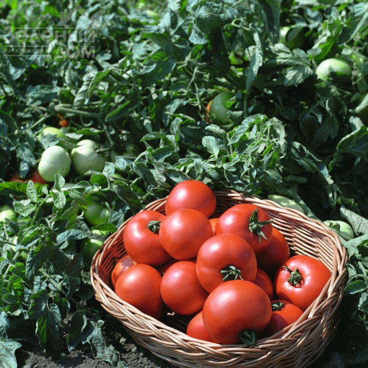 Полбіг F1 / Polbig F1,62-65 днів фото 1