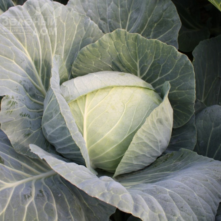 ОТМ Кінг F1 / OTM King F1, 75-80 днів фото 1