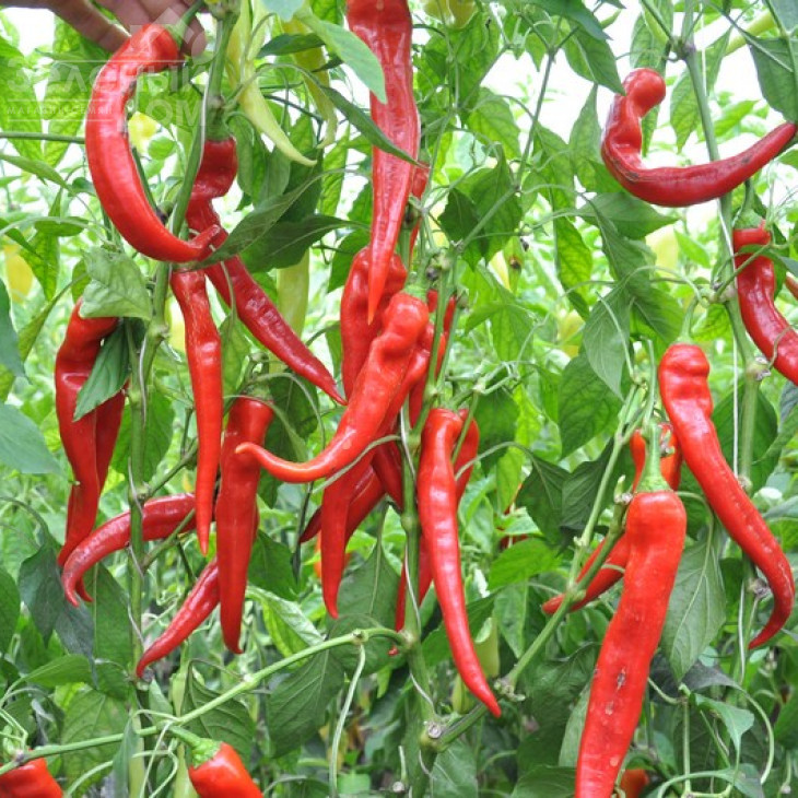 Янка F1 / Yanka F1,70-75 днів фото 1