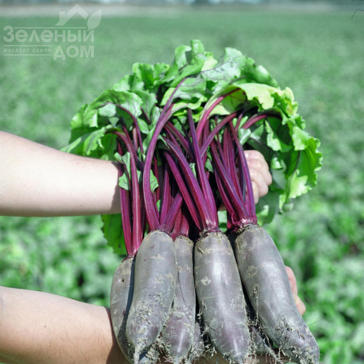 Таунус F1 / Taunus F1,110 днів фото 2