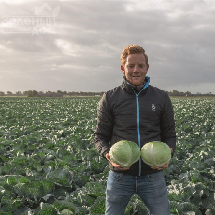 Закапа F1 / Zacapa F1,140 днів фото 2