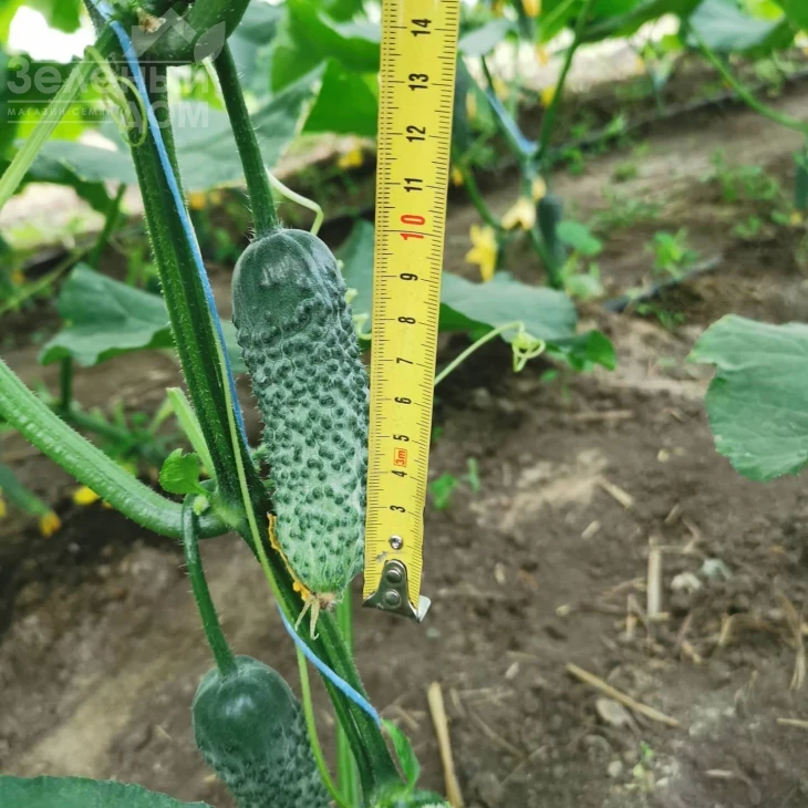 Брутус F1 / Brutus F1,35-37 дней фото 2