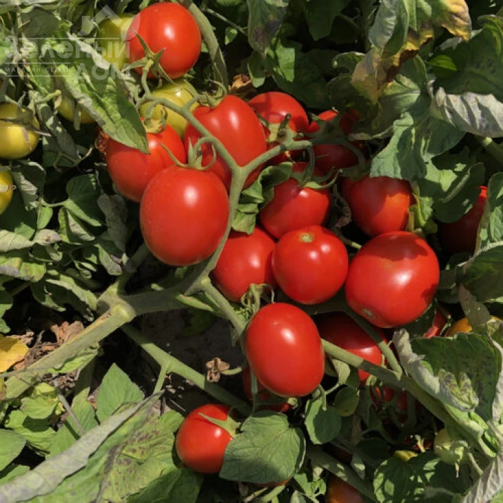 9969 F1 / 9969 F1, 105 дней фото 6