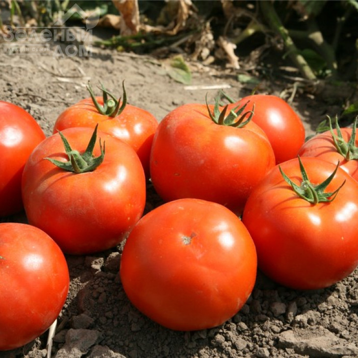 Імран F1 / Imran F1,95-100 днів фото 1