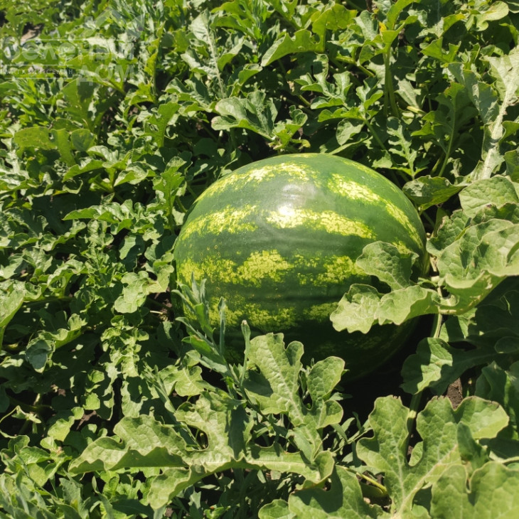 Термез F1 / Termez F1,60-65 днів фото 2