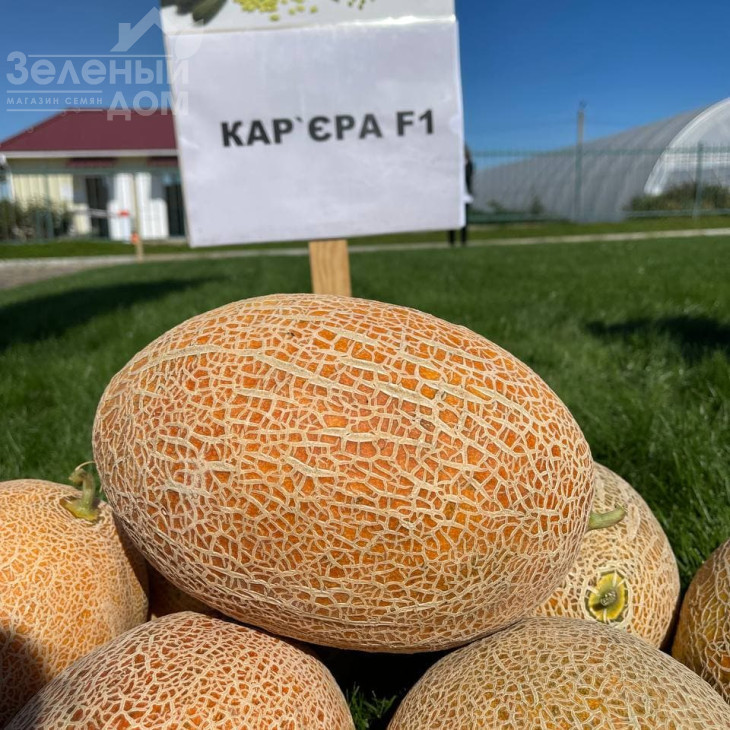 Кар'єра F1 / Career F1 фото 1