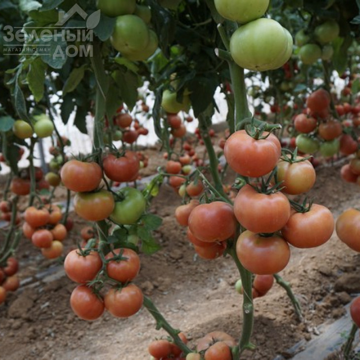 Пінк Крістал F1 / Pink Kristal F1,70 днів фото 8