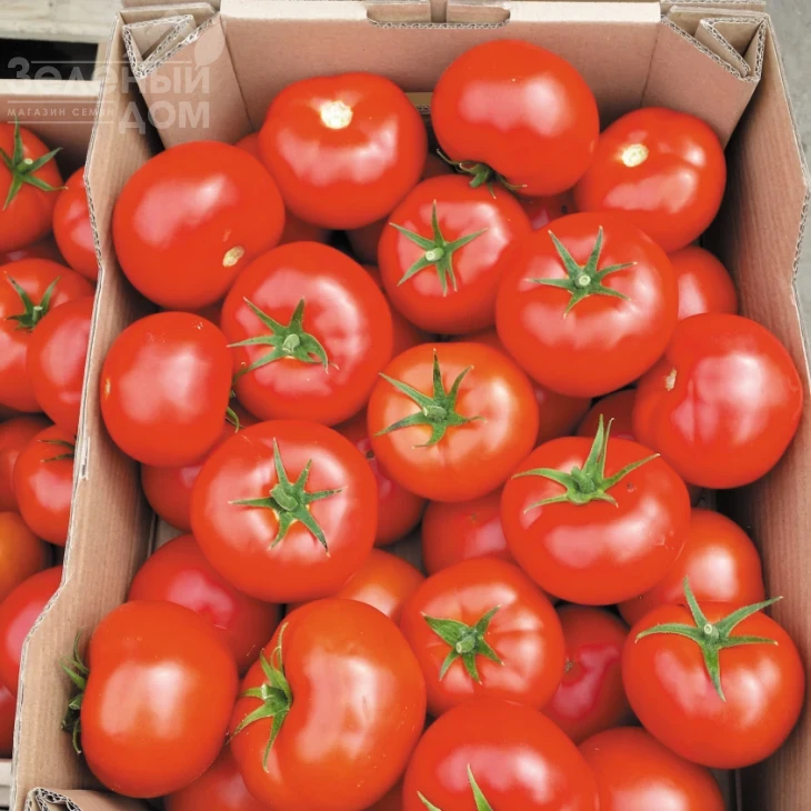 Бостина F1 / Bostina F1,52-55 дней фото 1