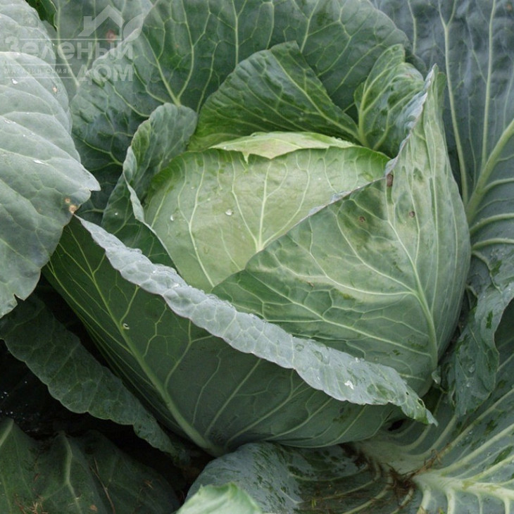 Браво F1 / Bravo F1,90-100 днів фото 1