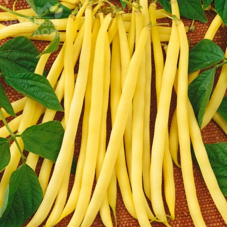 Аидаголд / Aidagold фото 1