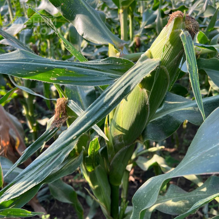 Розі F1 / Rozi F1, 73-74 дні фото 5