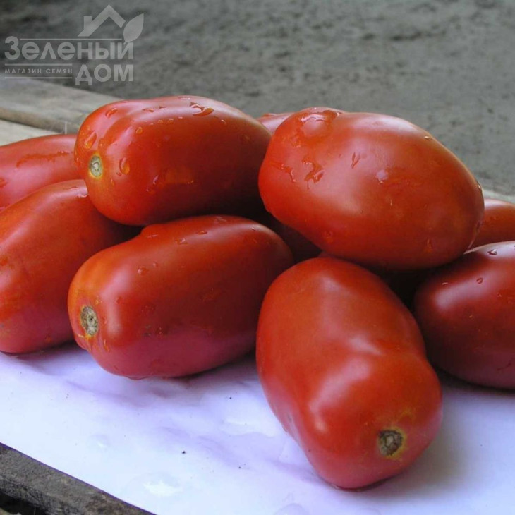 Інкас F1 / Incas F1,95-100 днів фото 1