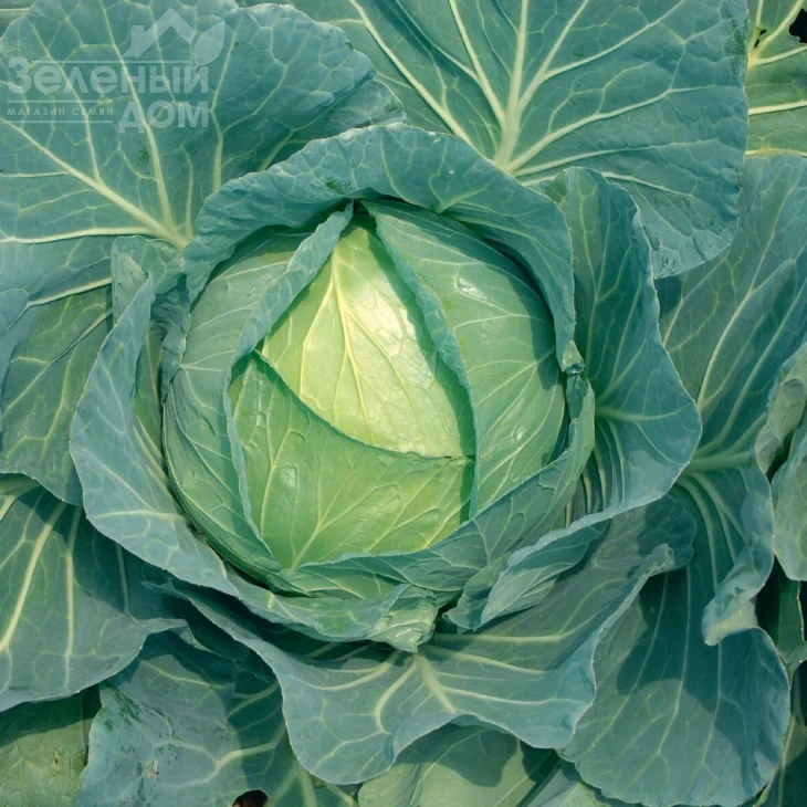 Суприм Квин F1 / Suprem Queen F1 фото 1