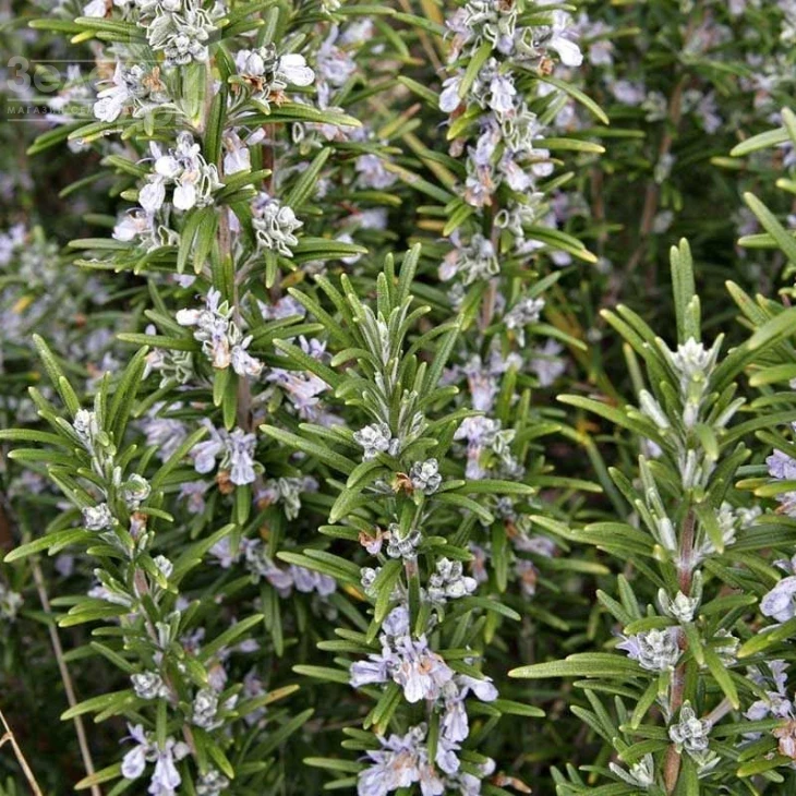 Розмарин / Rozmarin фото 1