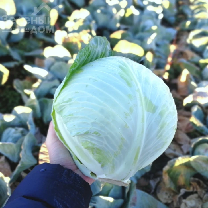 Алекса F1 / Alexa F1, 120-125 дней фото 1