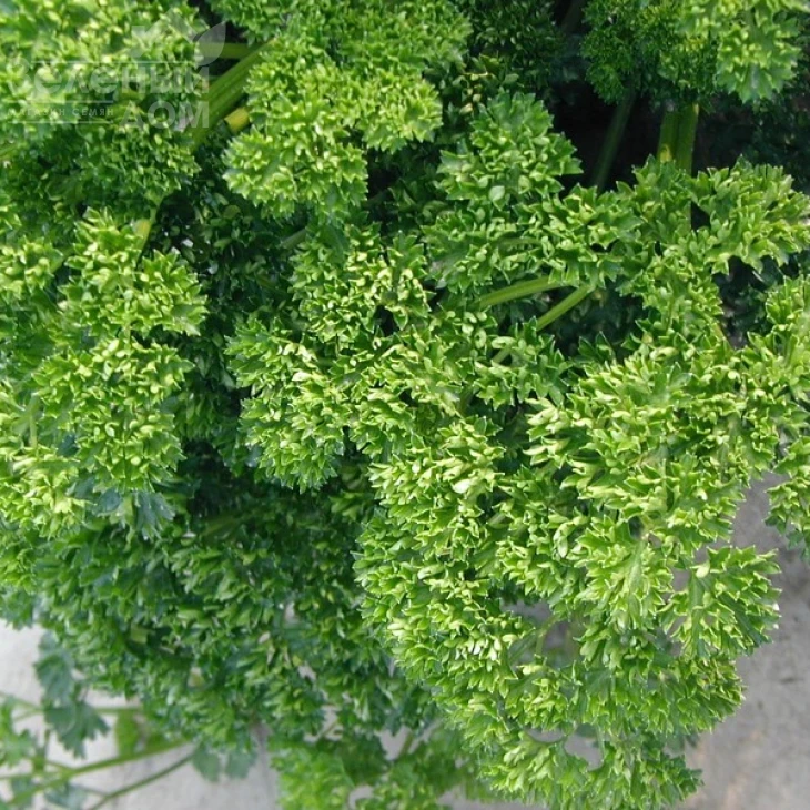 Фрісе (Робуст) / Frise (Robust), 30-45 днів фото 2